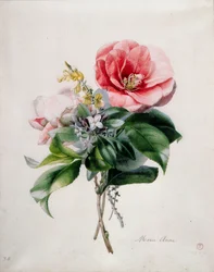 ワメリアとほうき